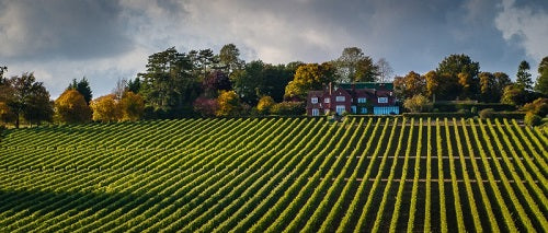 Producer Profile : Hambledon Vineyards