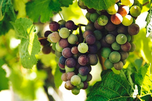 Wine Club Service, Quarterly Wine Case